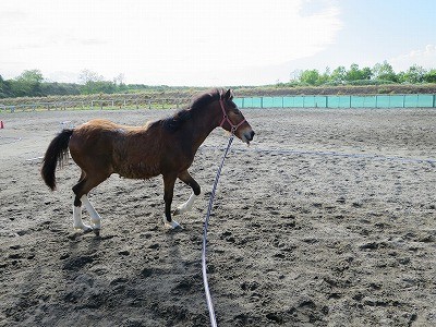 新馬調教　同志の契り