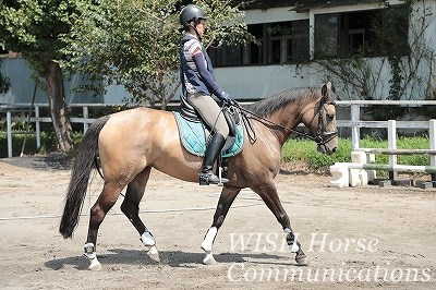 乗馬グランドワークの成果