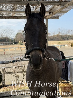 馬の調教