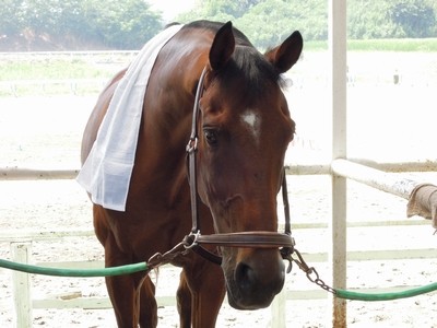 馬がなりきり矢沢永吉