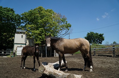 とんでもなく質の高い馬