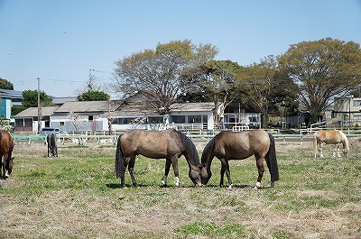 愛情が満たされる乗馬クラブ