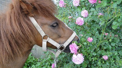 きれいに咲いたバラとポニー