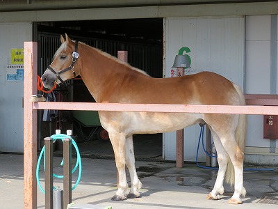 素敵なプロポーション