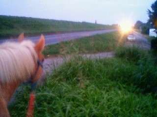 夕暮れ、馬とのんびり