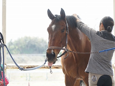 信頼を寄せる馬の表情