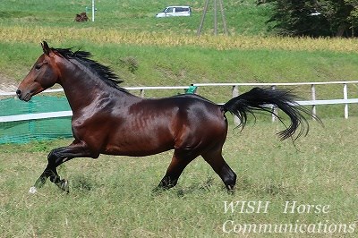 健康でよく調教された馬をパートナーに！