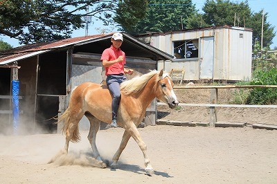 馬とのコミュニケーション