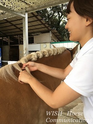 楽しい馬のたてがみ編み