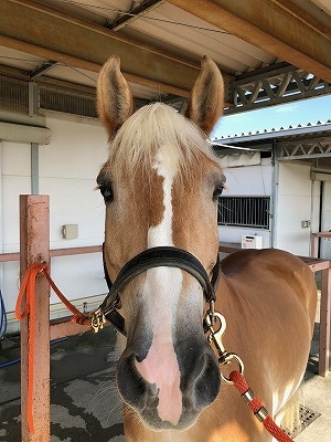 人間を信頼している馬は人間の目を見てくる