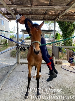 馬の鞍付け