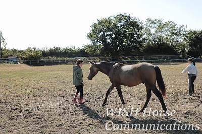 馬にモテモテ乗馬