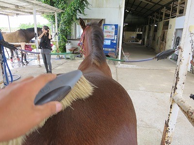 新馬調教　馬に考えさせる