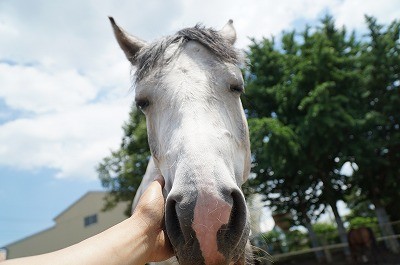 馬と愛し合いたい