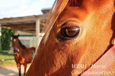 性格の良い馬たち