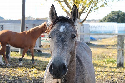 馬の信頼の証とはキラキラした瞳で顔を撫でさせること 柏エリアの乗馬 ウィッシュホースコミュニケーションズ