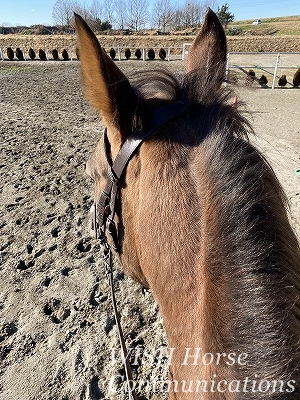 舌を出す馬の再調教