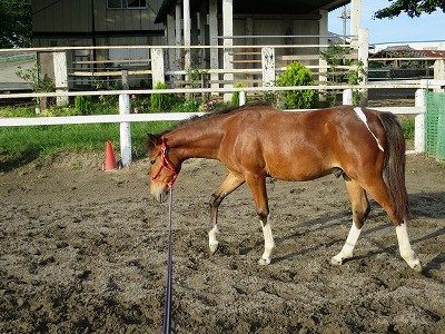 新馬調教　リラックス