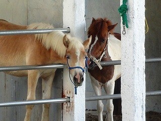 馬同士のホースコミュニケーション