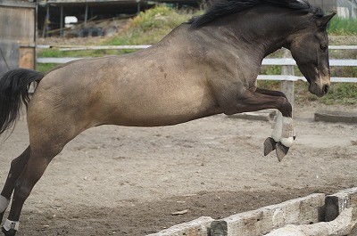 馬のバスキュール