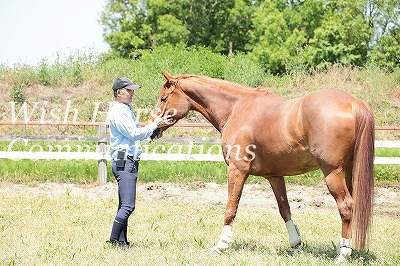 馬が大好き
