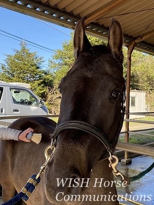 乗馬のスクーリング