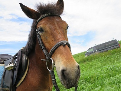新馬調教　どんな経験をさせるか
