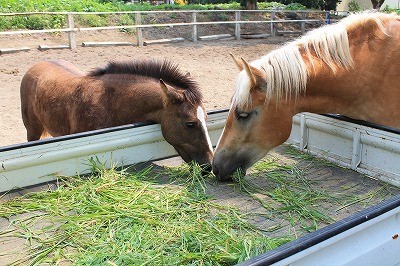 馬の乗り方にはその人が出る