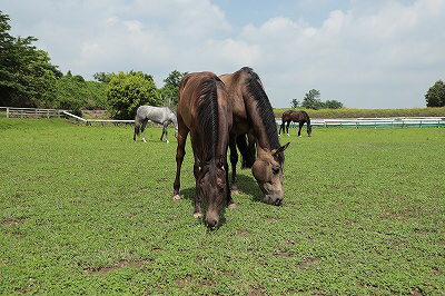 のびのびとすごす馬達