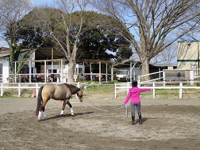 ウィッシュホースコミュニケーションズの乗馬