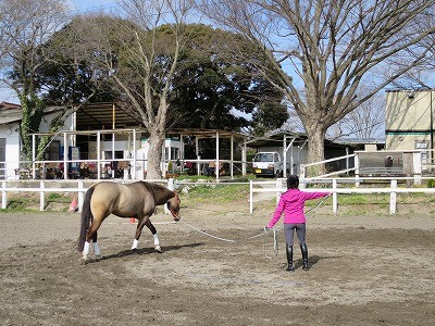 ウィッシュホースコミュニケーションズの乗馬