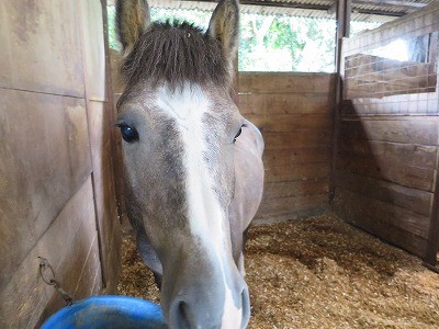 馬とのコミュニケーション