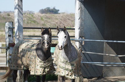 馬の表情やしぐさ