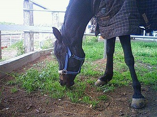 木陰パドックの馬