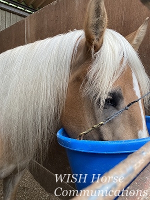 馬のごはん