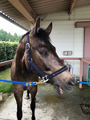 全日本馬場馬術大会