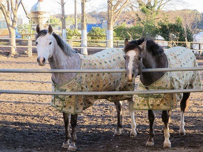 みんないい馬です(^^)