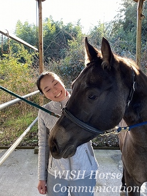 乗馬のスクーリング