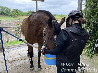 馬が幸せな乗馬