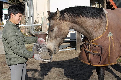 氷を舐める馬