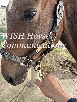 乗馬　ナスカンのつけ方