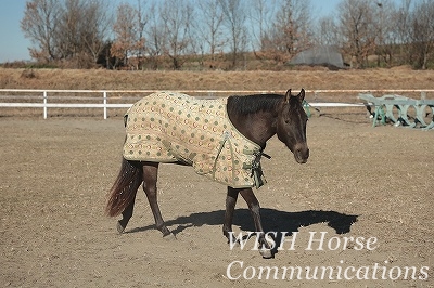 馬を従順にさせる乗馬