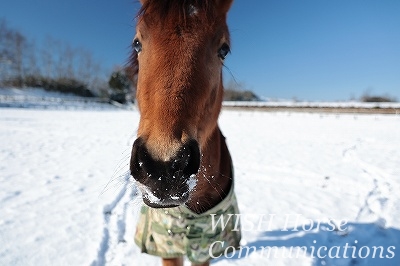 鼻に雪をつけた馬