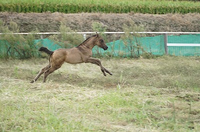 馬をパートナーにするか奴隷にするか