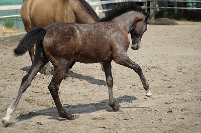 馬を健康に、自由に！