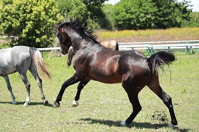馬を大切にする乗馬クラブ