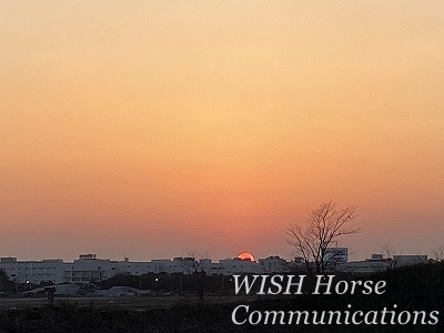 乗馬クラブの夕日