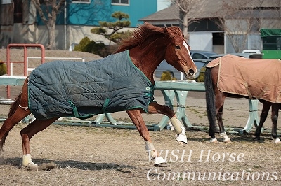 走る馬