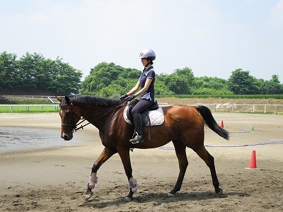 乗馬の知識と実感