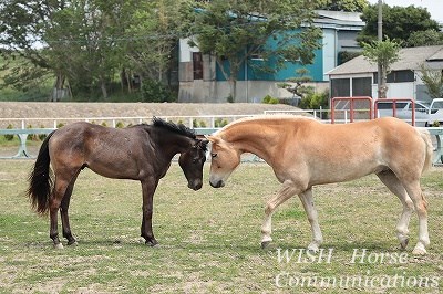 乗馬のあいさつ